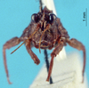 CollectionObject 1517885; 3968b1bc-e441-4ab2-9b4f-a7ebb6bd419d, NHMUK10924451: male, frontal view (holotype). (CollectionObject).