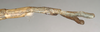 CollectionObject 1558189; NMW 867''', 644c5f5a-a200-498b-95ff-4332e4610b01: copyright NMW, Vienna. female: end of abdomen, lateral view of synonym Acrophylla oxyacantha (paralectotype). (CollectionObject).