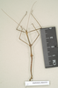 CollectionObject 1561471; NHMUK(SF IMPORT DUPLICATE) 844552-844553, 831e2883-0246-4af7-a7d7-07fa805d31b7: copyright Natural History Museum, London. male (syntype). (CollectionObject).