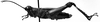 CollectionObject 1566335; dec61701-5d6a-4376-a2c8-12a7a0364af7: Image Carbonell, C.S. female, lateral view (allotype). (CollectionObject).