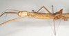 CollectionObject 1864532; e9546030-2ecc-4eeb-aa99-5a7188fd4bab: female: head & thorax, lateral view of synonym Alopus coccophages (syntype) Source: Paul Brock's photos, copyright Natural History Museum, London. (CollectionObject).