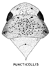 Habitus, dorsal view: !! display not done !! on Ponana (Ponana) puncticollis (Spångberg, 1878): (Observation).
