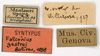CollectionObject 1577320; 613cec75-60f1-4283-ac03-b5005bbbcfd2: labels (syntype). (CollectionObject).