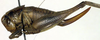 CollectionObject 1500534; beb283a7-5dc7-4bd1-9796-21eed334d8ce: female, lateral view (holotype). (CollectionObject).