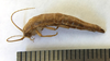 CollectionObject 1562877; 89675087-fdf2-4d34-b699-60d4d84a0e20: copyright LEMQ, Lyman. female (paratype). (CollectionObject).;CollectionObject 1562878; 7513ee00-c3f1-45f1-ae1a-120ce0ab893d: copyright LEMQ, Lyman. female (paratype). (CollectionObject).