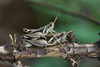 FieldOccurrence 222; 1269263d-ad3d-4aa5-a55c-168c3c2fc176; Tanzania
Pair Kilimanjaro, 2013/12/??: pair mating. (FieldOccurrence).