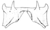 Jivarus alienus (Walker, 1870): Fig. 48. epiphallus, dorsal view. (Otu).