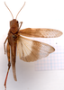 CollectionObject 2704308; CNMS 2965, 0037fd74-b194-4438-8550-5d3f8694319e, CNMS 2965: dorsal view. male (paratype). (CollectionObject).