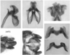 Melanoplus marshallii (Thomas, 1875): male genitalia. (Otu).