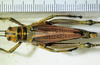 CollectionObject 1498688; 4746ba91-851a-4eab-8bfa-fe04b2b3381f: female, dorsal view. (CollectionObject).