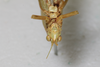 CollectionObject 1505680; df0675dc-4ce9-4dab-9c22-3278b448f2d5: male, anterior view (syntype). (CollectionObject).