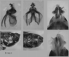 Melanoplus stupefactus (Scudder, 1876): male genitalia. (Otu).