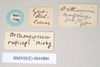 CollectionObject 1560624; 23d9c245-7722-4fab-8cdd-4135ed35bea9: copyright Natural History Museum, London. male, data labels (syntype). (CollectionObject).;CollectionObject 1560625; 00609d64-931d-423a-968c-a8c5c1039d7a: copyright Natural History Museum, London. male, data labels (syntype). (CollectionObject).