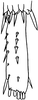 Nymph on Paralimnus (Paralimnus) zachvatkini Emeljanov, 1964 now Paralimnus (Paralimnus) lugens (Horváth, 1897): Apex of hind tibia and first tarsomere. (Observation).