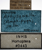 Other on Athysanella (Amphipyga) valla Blocker, 1990: Labels - Male. (Observation).