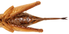 CollectionObject 1565004; e52772cb-9160-4c76-9bd5-898d01f4b656: female abdomen and ovipositor, ventral view (allotype). (CollectionObject).