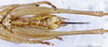 CollectionObject 1505222; 57272114-f813-426c-a501-40b2b8526900: female subgenital plate (paratype). (CollectionObject).