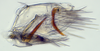Pygofer, lateral view: (Observation).