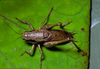 male, dorsal view. Depicts CollectionObject 1496652; 83a2e3b8-6a02-49c1-829b-004ba551d9b9, CH4545, a CollectionObject.