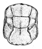 Teleutias tortus Rehn, 1917: Pl. 3, Fig. 17 (after type). male pronotum, dorsal view (length 5 mm). (Otu).