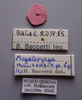 CollectionObject 1542457; 047797f6-ebd2-4cd5-9c23-e7c2a7f45d6b: labels (holotype). (CollectionObject).