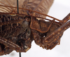 CollectionObject 1534533; ec74f7e7-3675-4fc2-ad14-1bdfdc7e5ae6: female pronotum, lateral view (type of Cecentromenus marmoratus). (CollectionObject).