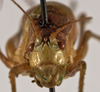 CollectionObject 1534646; 62a2855f-7259-4947-8b03-635db8948eb0: male, frontal view (holotype). (CollectionObject).