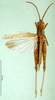CollectionObject 1501429; 2e26b998-c83a-4d80-938b-71c5e161be7b, DORSA BA000638S01: male, dorsal view (holotype). (CollectionObject).