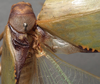 CollectionObject 1505838; 21c3650c-79ff-4c0e-85f7-fd01f0e6c019: male pronotum and stridulatory area, dorsal view. (CollectionObject).