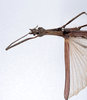 CollectionObject 1558790; dde591f1-ae7c-4b9a-b91e-9e6c06edb43d: copyright ZMUH, Hamburg. male: head & thorax, dorsal view of synonym Galactea titschacki (holotype). (CollectionObject).