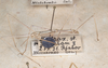 CollectionObject 1558029; da95f120-d961-4dc8-a3a8-591013db5ac9: St. Petersburg. male (paratype). (CollectionObject).