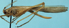 CollectionObject 1533739; 4ea84dc6-2e23-4987-a722-110c8450d986: female, lateral view (allotype). (CollectionObject).