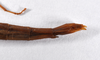 CollectionObject 1558077; 57465357-0a21-48eb-b0e0-96d7871069a9: copyright ZMHB, Berlin. female: end of abdomen, lateral view (paratype). (CollectionObject).