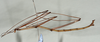 CollectionObject 1558057; d5c4f1ba-3460-4fd3-a166-fc7df23d03dd: copyright USNM, Washington. (CollectionObject).