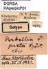 CollectionObject 1580262; e71a7e10-20d1-4130-b838-6d2678070b25: labels (paralectotype). (CollectionObject).