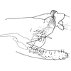 Pygofer, lateral view on Diomma (Diomma) pulchrum (Matsumura, 1916): Pygofer, lateral view. (Observation).