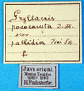 CollectionObject 1502732; 2b956ce5-4c21-4a2a-b1b8-b928de1f3344: labels. (CollectionObject).