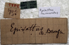 CollectionObject 1539575; d056269b-f56c-4b65-9fc1-d1fef7365223: labels (syntype). (CollectionObject).