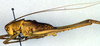 CollectionObject 1500600; 3adf78f3-0f67-44dd-ae31-9a0cdf0a694c: male, lateral view (syntype). (CollectionObject).