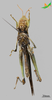CollectionObject 2284109; 8dc6ff74-b2e5-4408-a416-31f7ca6f306f, Unioeste Cascavel K-1319: Female, ventral view. (CollectionObject).