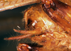 CollectionObject 1505458; 265a54be-add9-4d51-b96d-a0109759bc0c: male abdomen tip, lateral view. (CollectionObject).