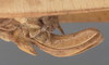 CollectionObject 1505822; a38adfec-4325-4bdc-94c1-0695ccb01b1c: female ovipositor (holotype). (CollectionObject).