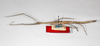 CollectionObject 1562522; acf2b434-b3cf-44a1-a17f-7a1a2b80d099: copyright ZMB, Berlin. female (syntype). (CollectionObject).