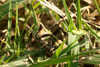 FieldOccurrence 3758; f3b3a3d8-5b9f-440e-9d0c-935672486c75; Corrientes
P.N. Mburucuyá, 2024/09/21: (FieldOccurrence).