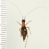 CollectionObject 1529940; f38571e0-c16a-4c04-9cbe-e3e5c95e6a93: male, dorsal view (holotype). (CollectionObject).