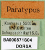 CollectionObject 1502770; 5a974037-a247-4cef-9507-a826e41051d5: labels (allotyoe). (CollectionObject).