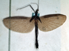 CollectionObject 1559823; 1820c8b3-d64f-41cb-b6eb-c4d44faba946, NMW 232: copyright NMW, Vienna. male (syntype). (CollectionObject).