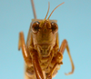 CollectionObject 1542822; 8b3851e8-f589-4e09-9d46-0249f8b8da48: male, face frontal view (holotype). (CollectionObject).