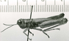 CollectionObject 1523830; 72e81ac9-476b-4444-b710-f6fc818e0e4b: male, lateral view (holotype). (CollectionObject).