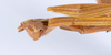 CollectionObject 1563195; 507345c9-c425-4b80-bfd7-34bfbfda8a42: copyright ANSP. male: end of abdomen, lateral view (paratype). (CollectionObject).